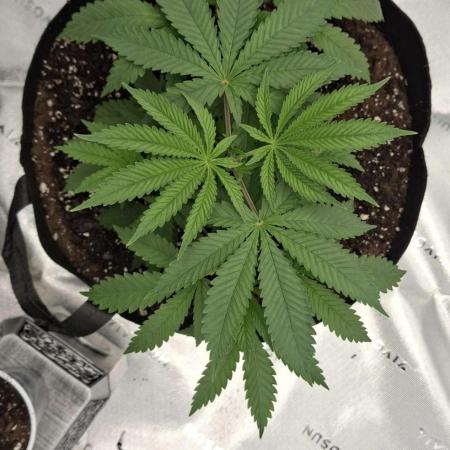 EncogNeato's Grows