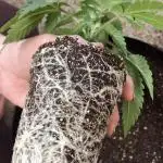EncogNeato's Grows
