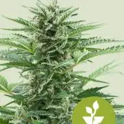 (4 grow)Easy bud (LST+TOPPING)