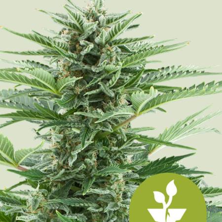 (4 grow)Easy bud (LST+TOPPING)