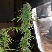 (4 grow)Easy bud (LST+TOPPING)