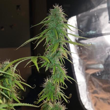 (4 grow)Easy bud (LST+TOPPING)