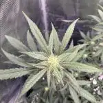 FirstGrow Guava Auto Natures Living Soil