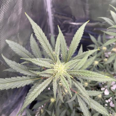 FirstGrow Guava Auto Natures Living Soil