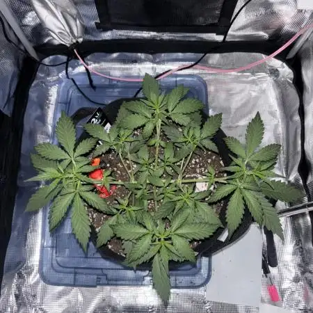 FirstGrow Guava Auto Natures Living Soil