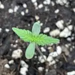 FirstGrow Guava Auto Natures Living Soil
