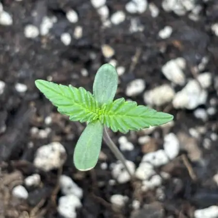 FirstGrow Guava Auto Natures Living Soil