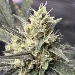 FirstGrow Guava Auto Natures Living Soil