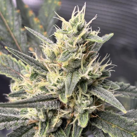 FirstGrow Guava Auto Natures Living Soil