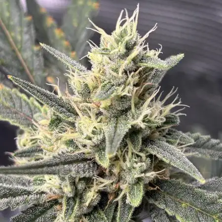 FirstGrow Guava Auto Natures Living Soil