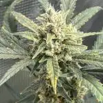 First Grow Guava Auto