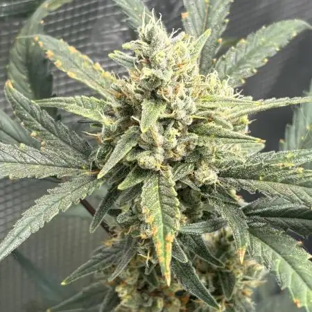 First Grow Guava Auto