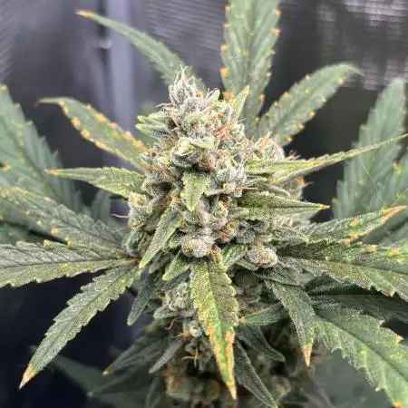 First Grow Guava Auto