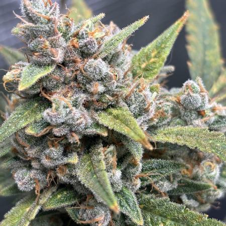 First Grow Guava Auto