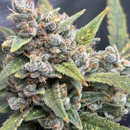 First Grow Guava Auto