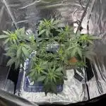 FirstGrow Guava Auto Natures Living Soil