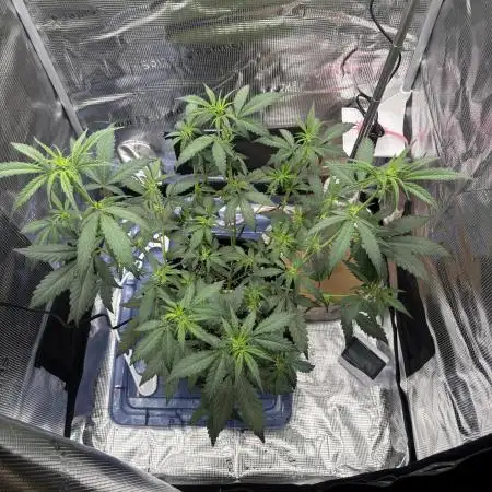 FirstGrow Guava Auto Natures Living Soil