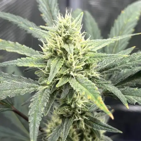 FirstGrow Guava Auto Natures Living Soil