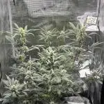 FirstGrow Guava Auto Natures Living Soil