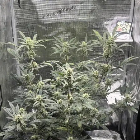 FirstGrow Guava Auto Natures Living Soil