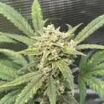 First Grow Guava Auto