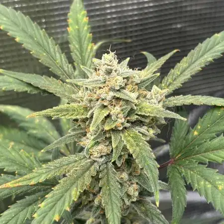 First Grow Guava Auto