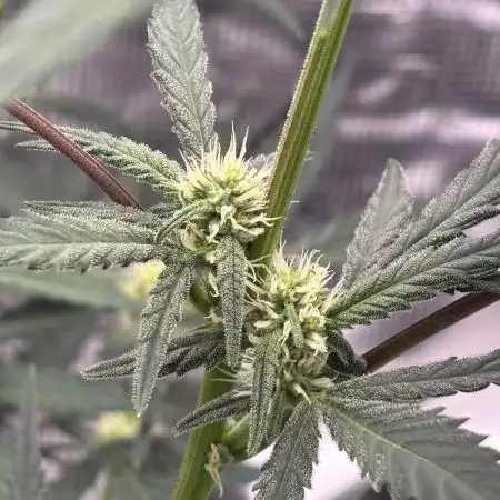 FirstGrow Guava Auto Natures Living Soil