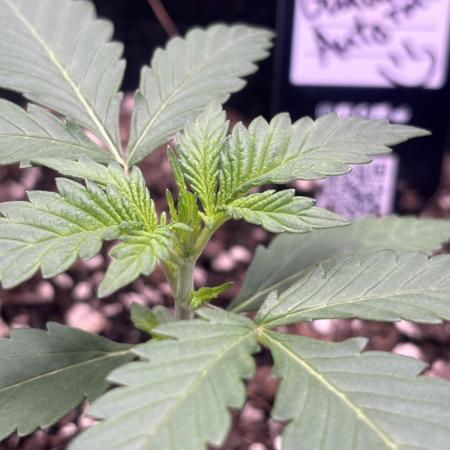 FirstGrow Guava Auto Natures Living Soil