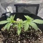 FirstGrow Guava Auto Natures Living Soil