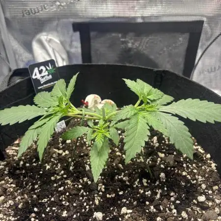FirstGrow Guava Auto Natures Living Soil