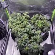 #2 MephBuds_1