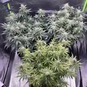 #2 MephBuds_1