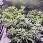 #2 MephBuds_1