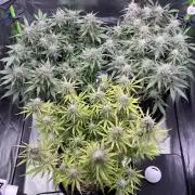 #2 MephBuds_1