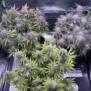 Meph_Buds 1