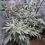 Banana Sherbet Snowstorm #2