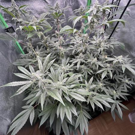 Banana Sherbet Snowstorm #2