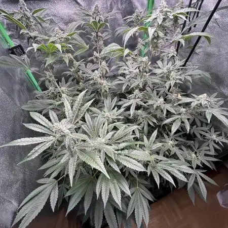 Banana Sherbet Snowstorm #2