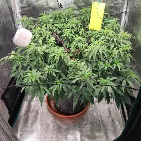 Blueberry Muffin