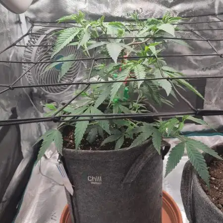 Blueberry Muffin