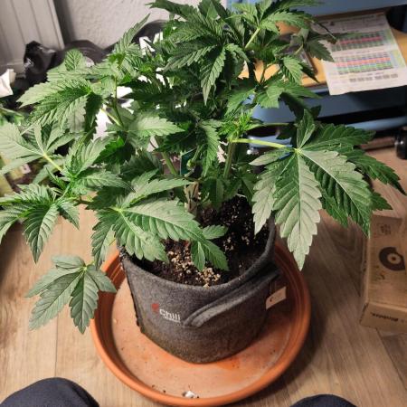 OG Kush #006