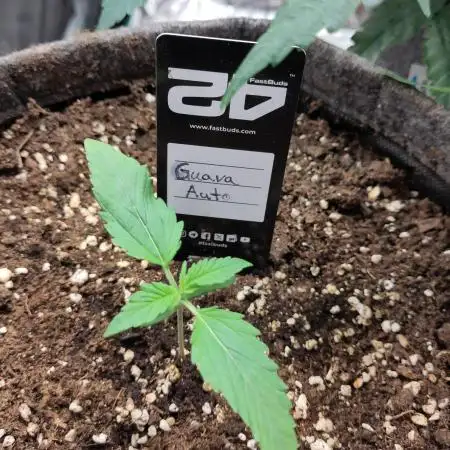 Guava Auto