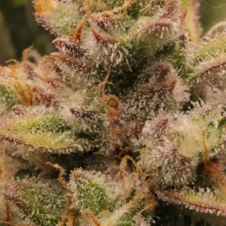 Guava Auto