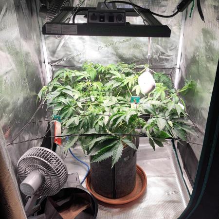 OG Kush #006