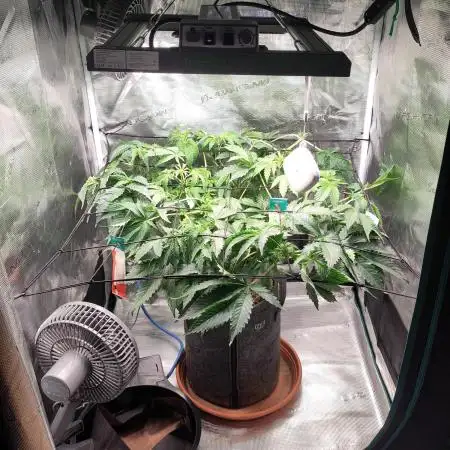 OG Kush #006