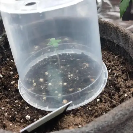 OG Kush #006