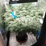 Blueberry Muffin