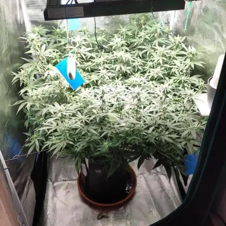 Blueberry Muffin