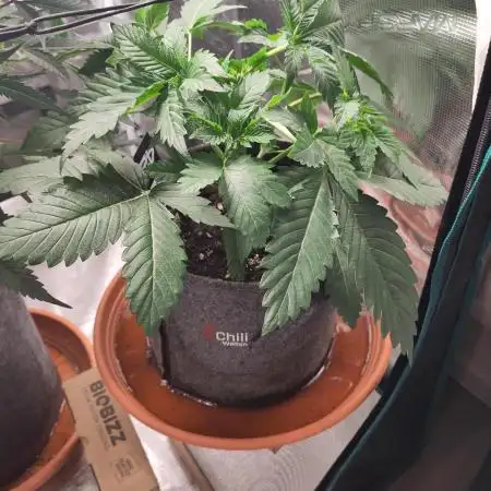 OG Kush #006