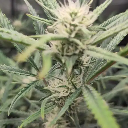 Guava Auto